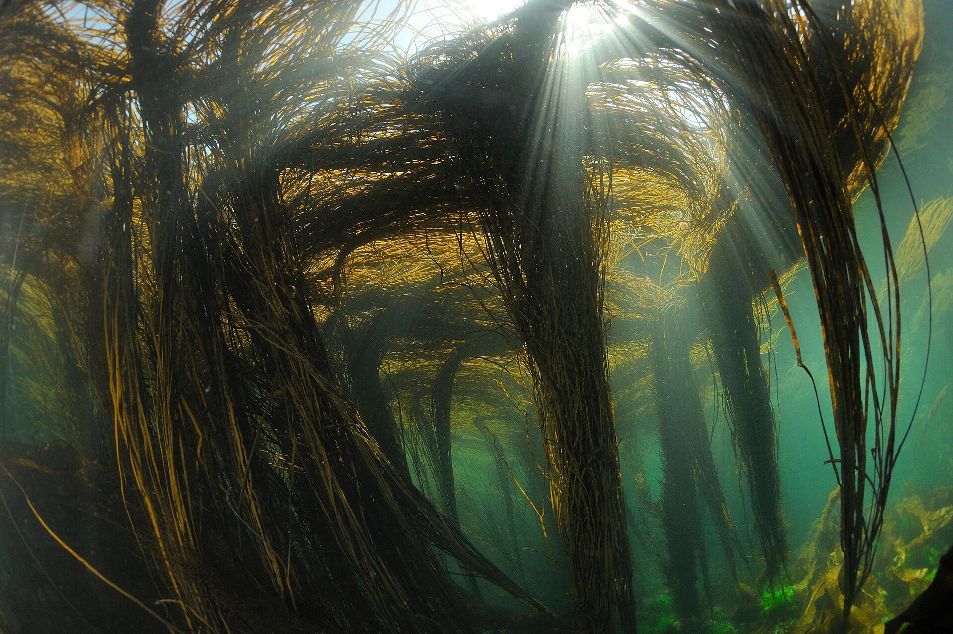 Himanthalia (Sea Spaghetti)