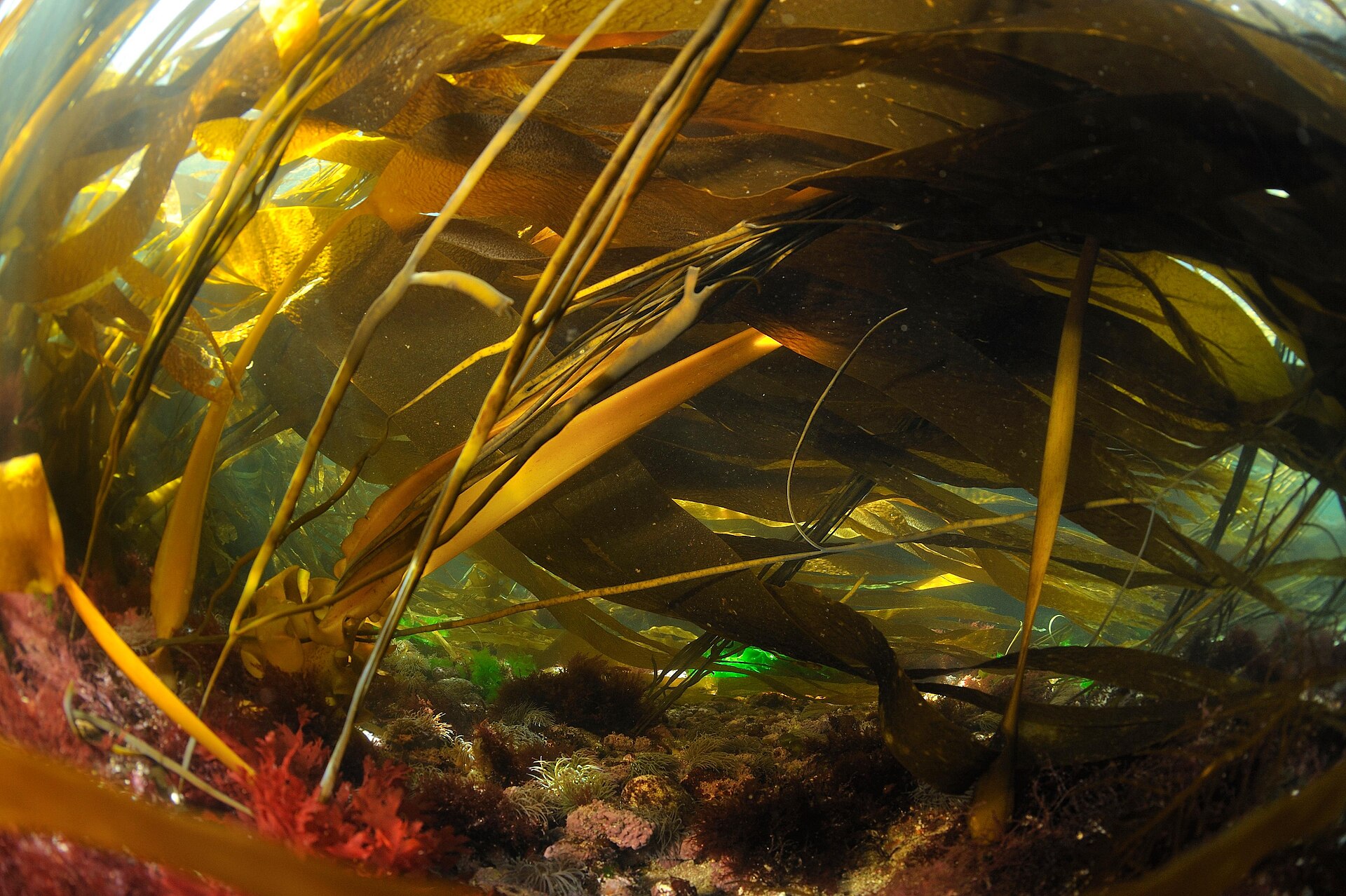 Himanthalia (Sea Spaghetti)