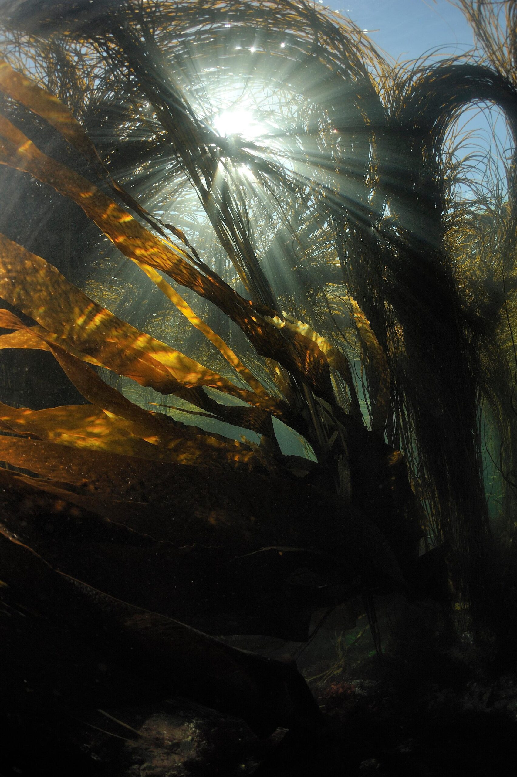 Himanthalia (Sea Spaghetti)