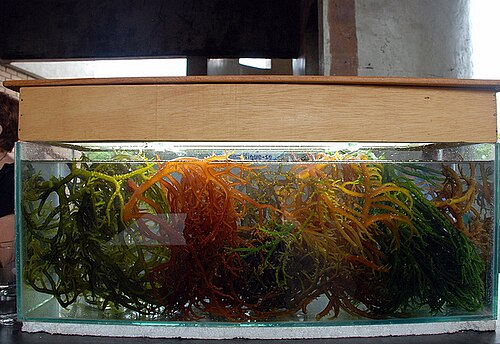 Kappaphycus (Carrageenan Seaweed)