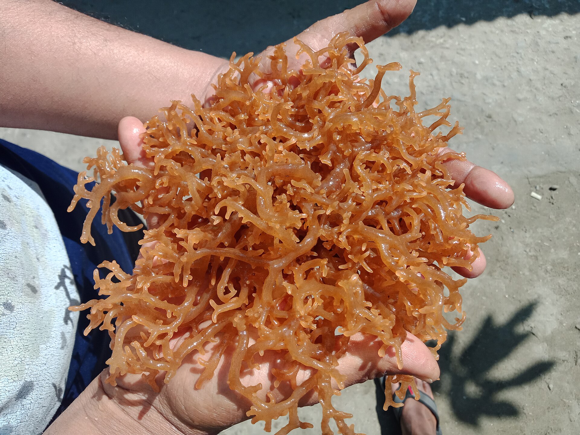 Kappaphycus (Carrageenan Seaweed)