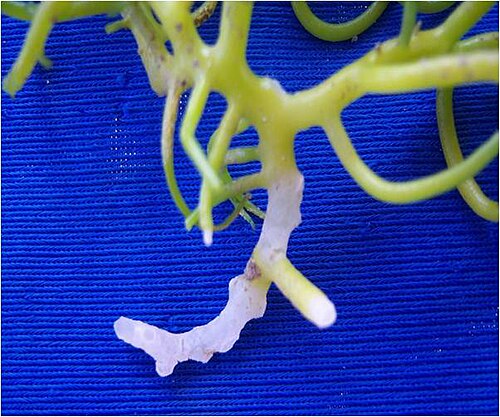 Kappaphycus (Carrageenan Seaweed)