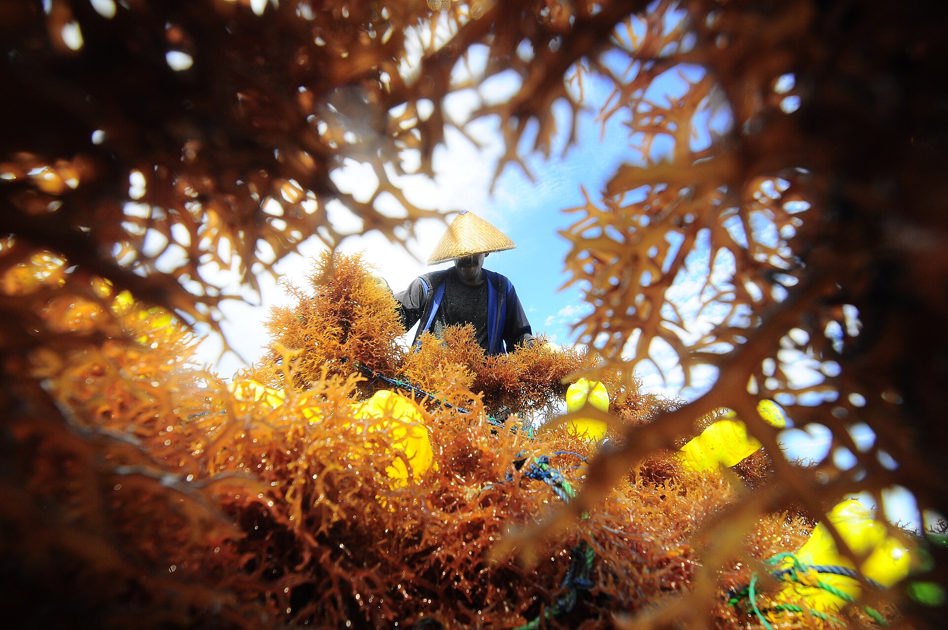 Kappaphycus (Carrageenan Seaweed)