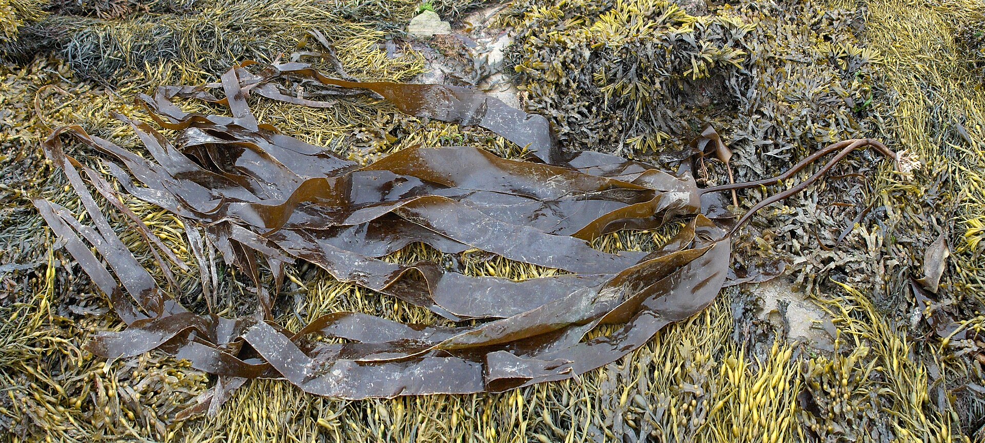 Laminaria (Kombu Kelp)