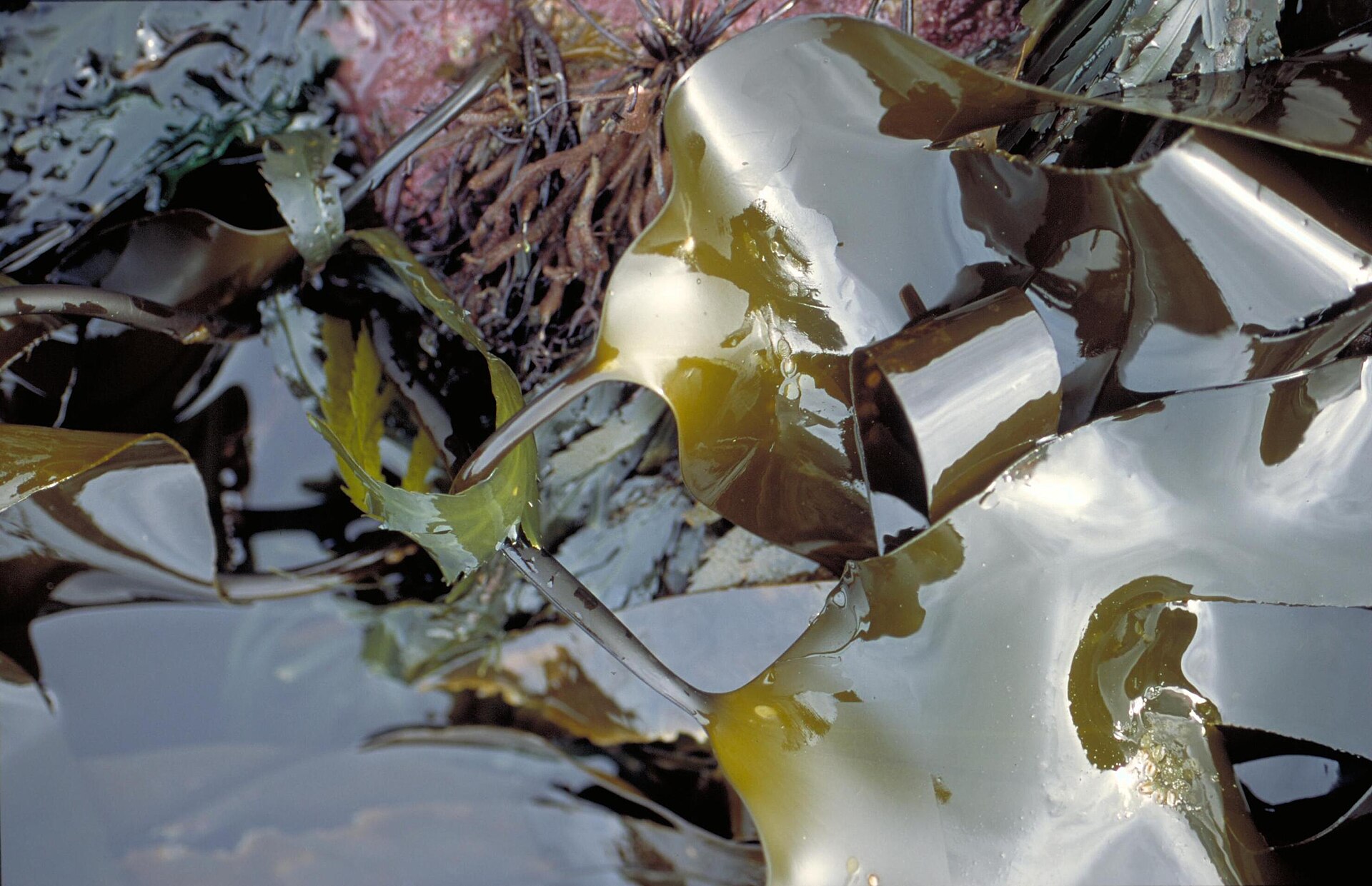 Laminaria (Kombu Kelp)