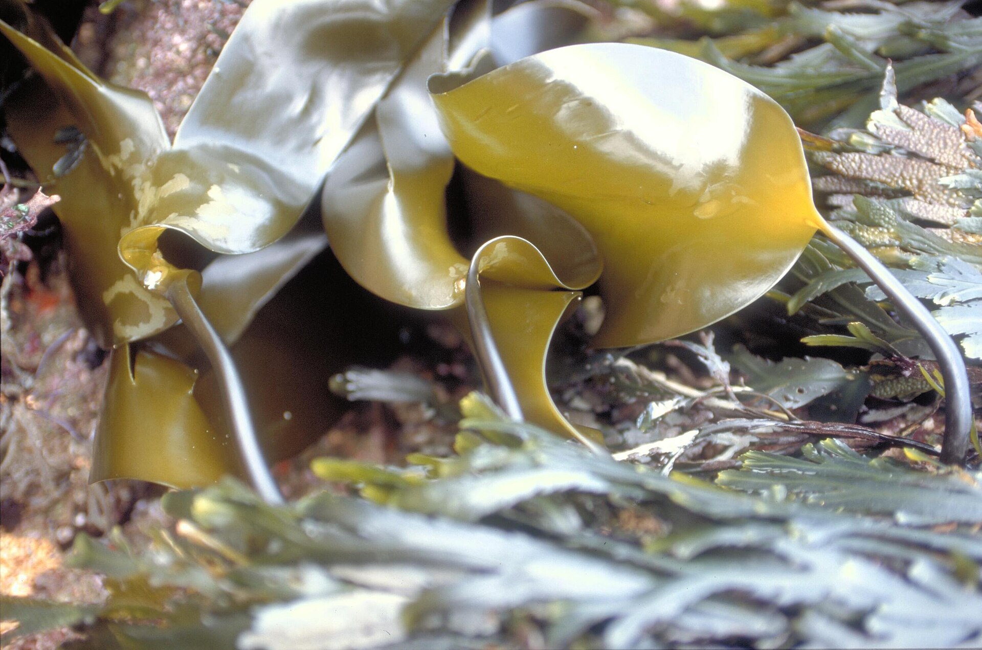 Laminaria (Kombu Kelp)