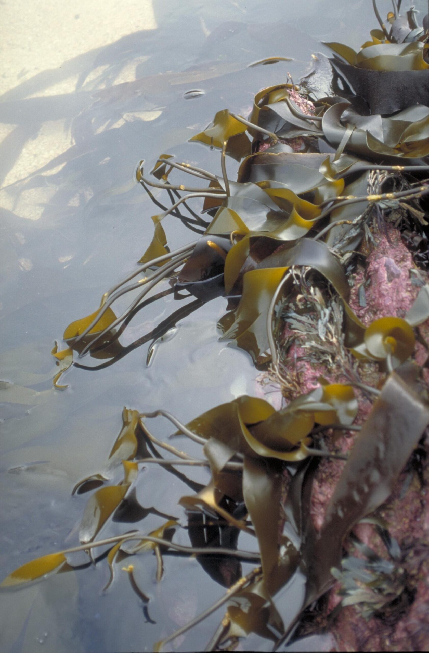 Laminaria (Kombu Kelp)