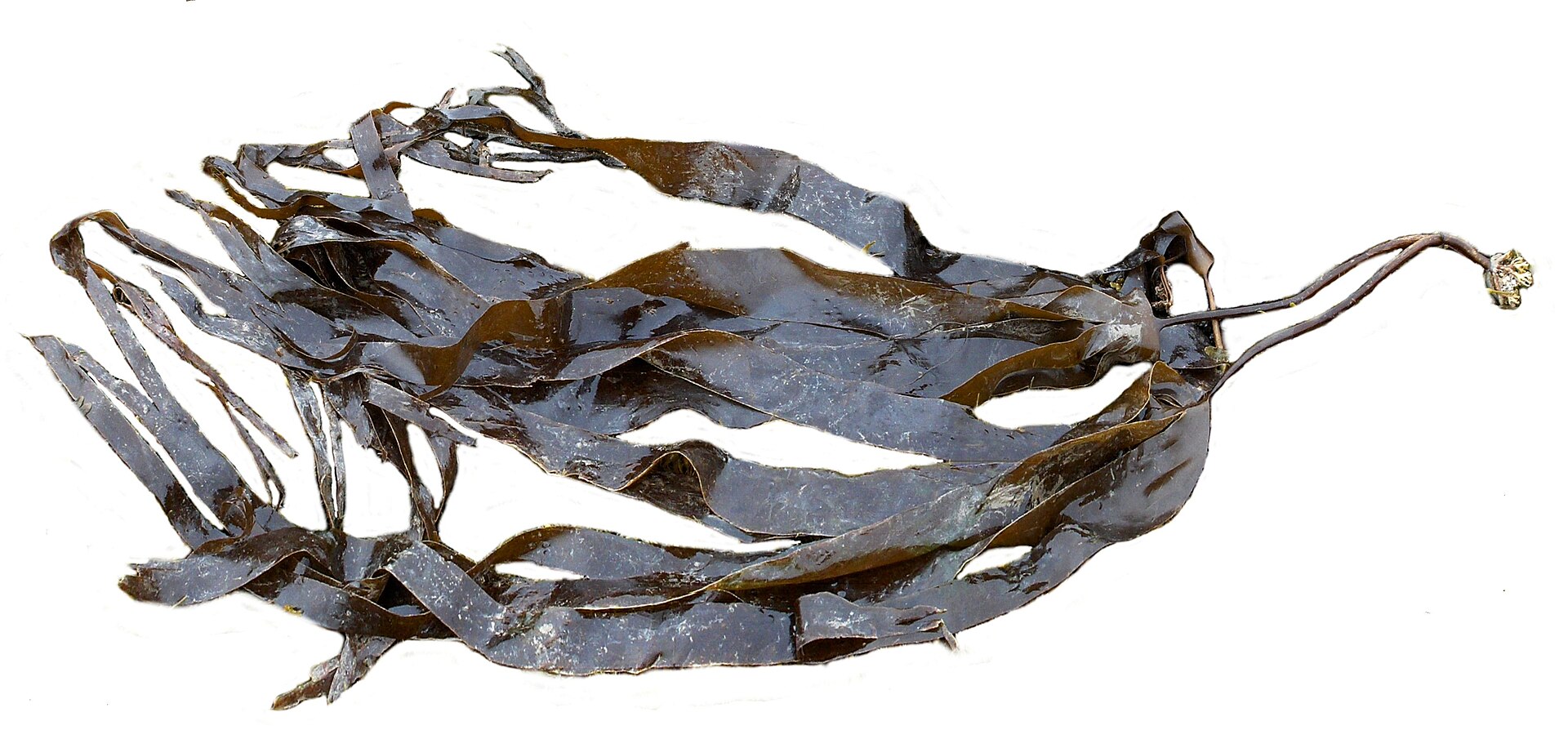 Laminaria (Kombu Kelp)