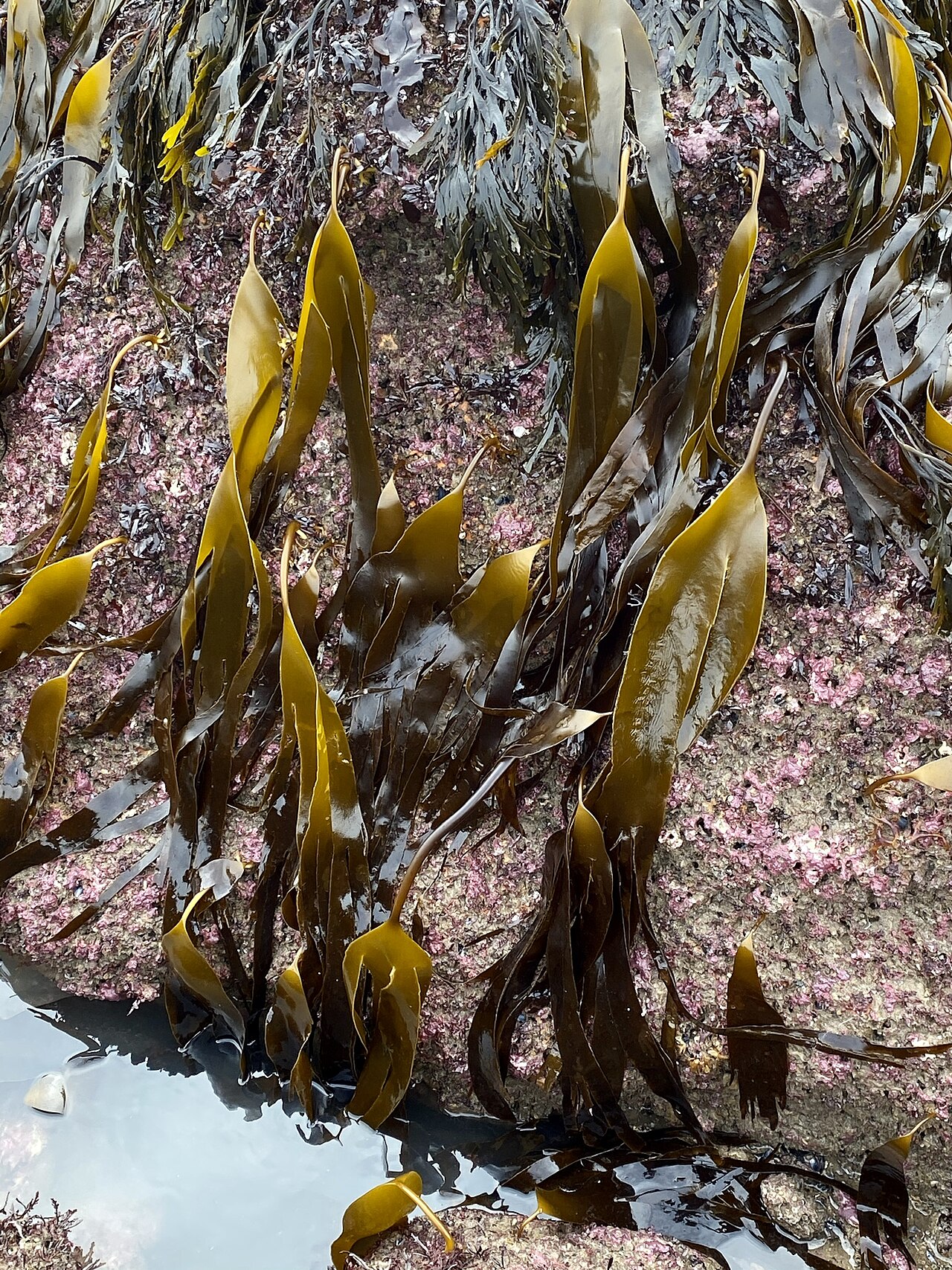 Laminaria (Kombu Kelp)