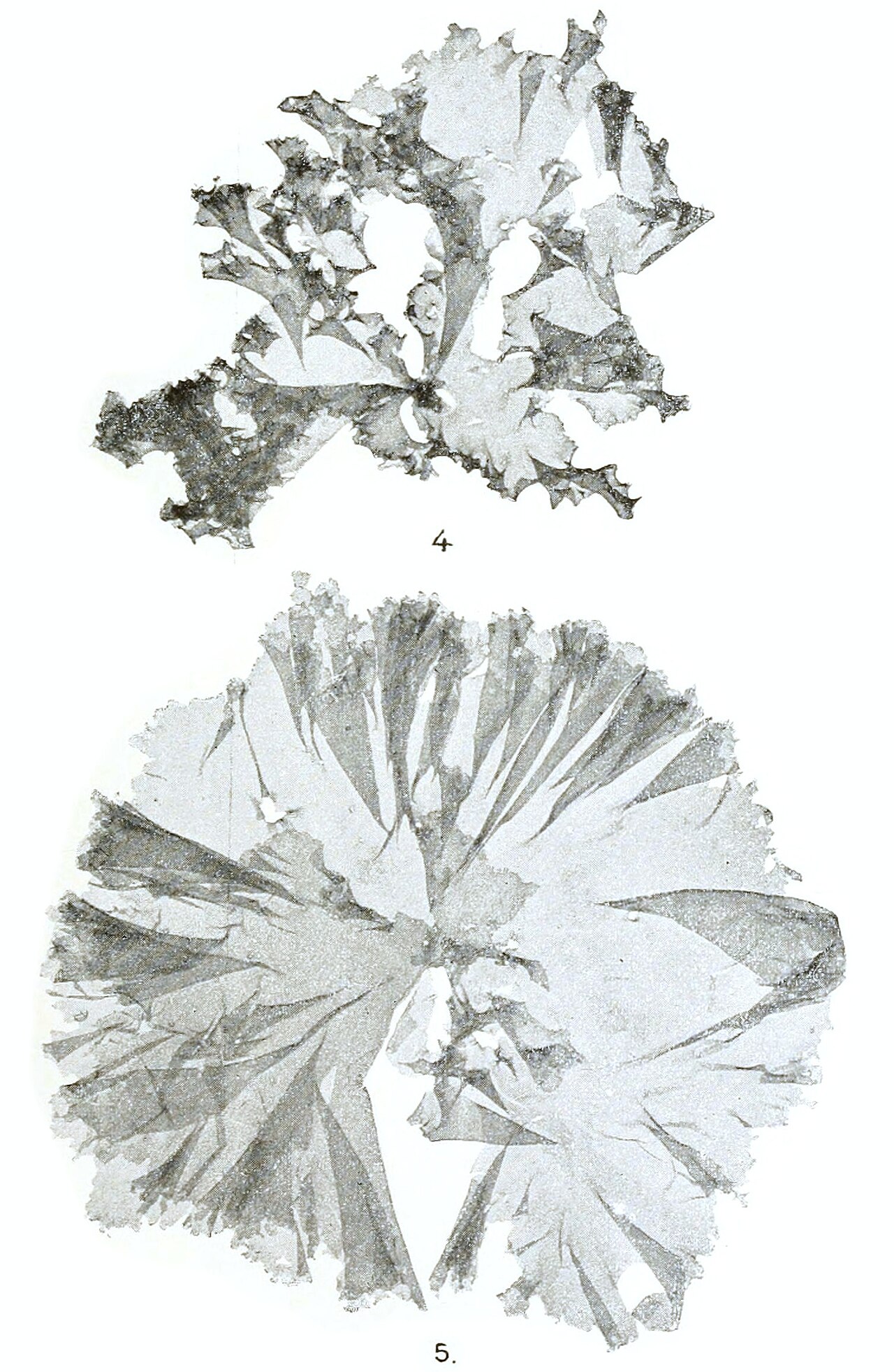 Monostroma (Hitoegusa / Aonori)