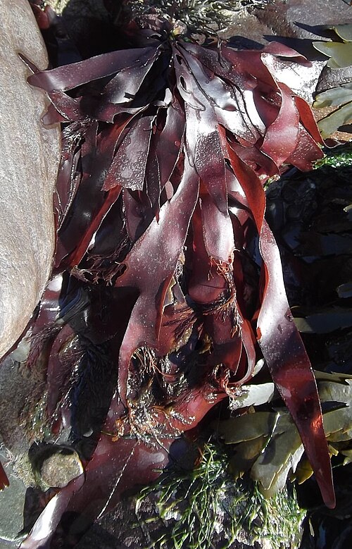 Palmaria (Dulse)