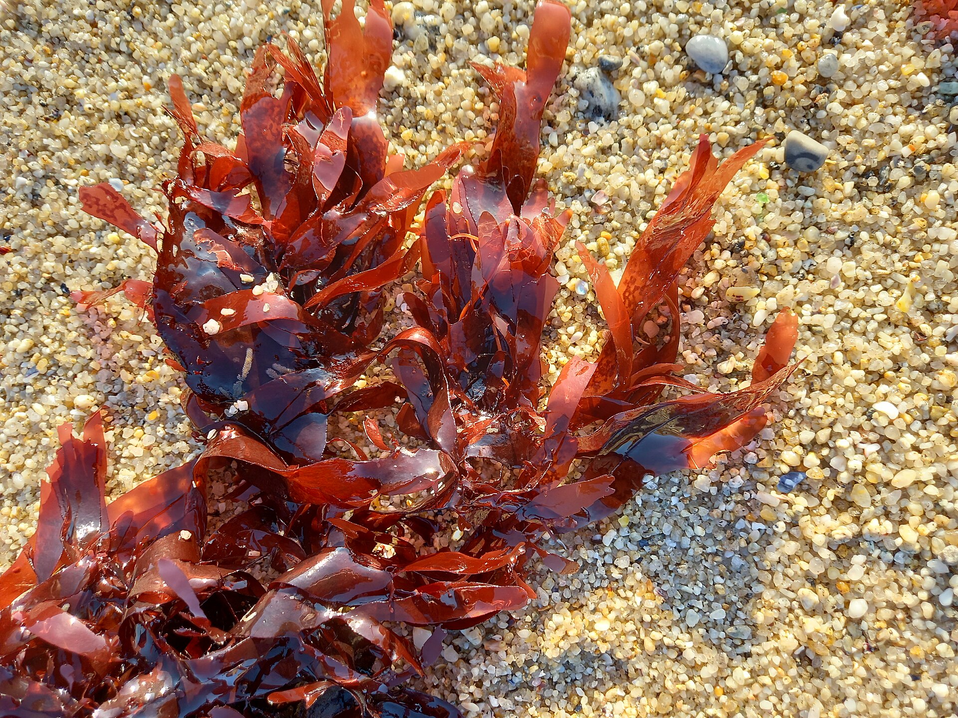 Palmaria (Dulse)