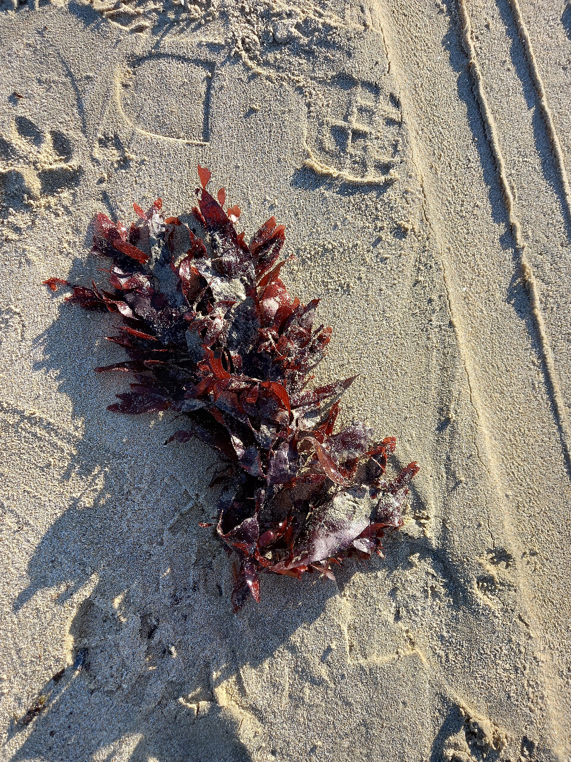 Palmaria (Dulse)