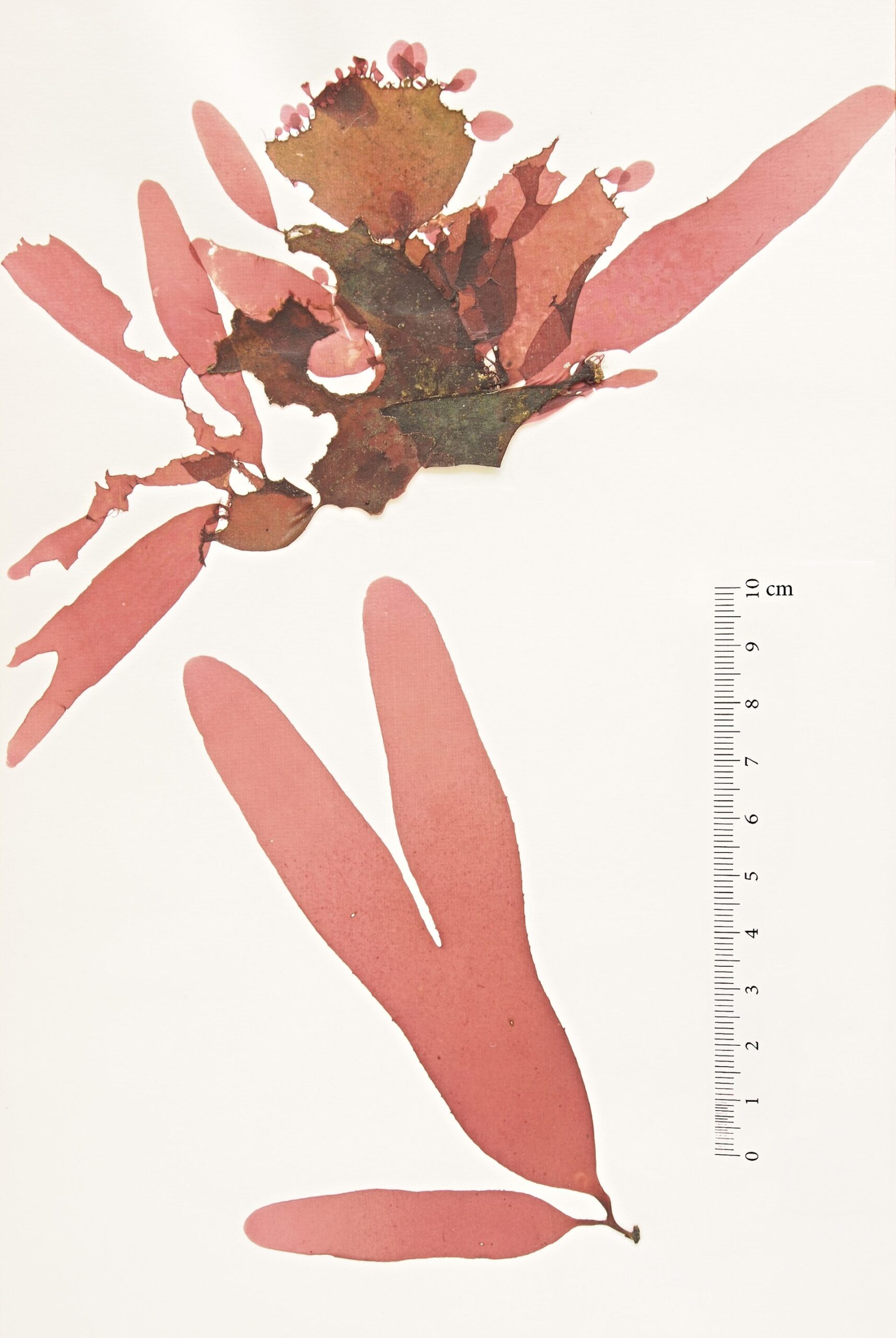 Palmaria (Dulse)