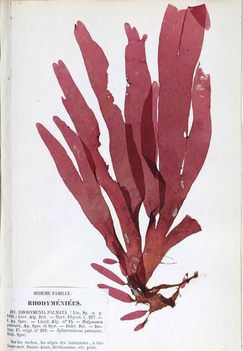 Palmaria (Dulse)