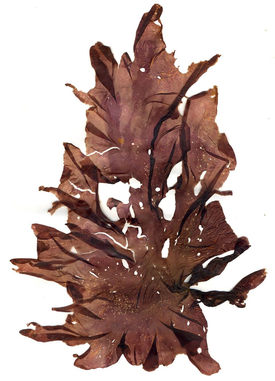 Pyropia / Porphyra (Nori)