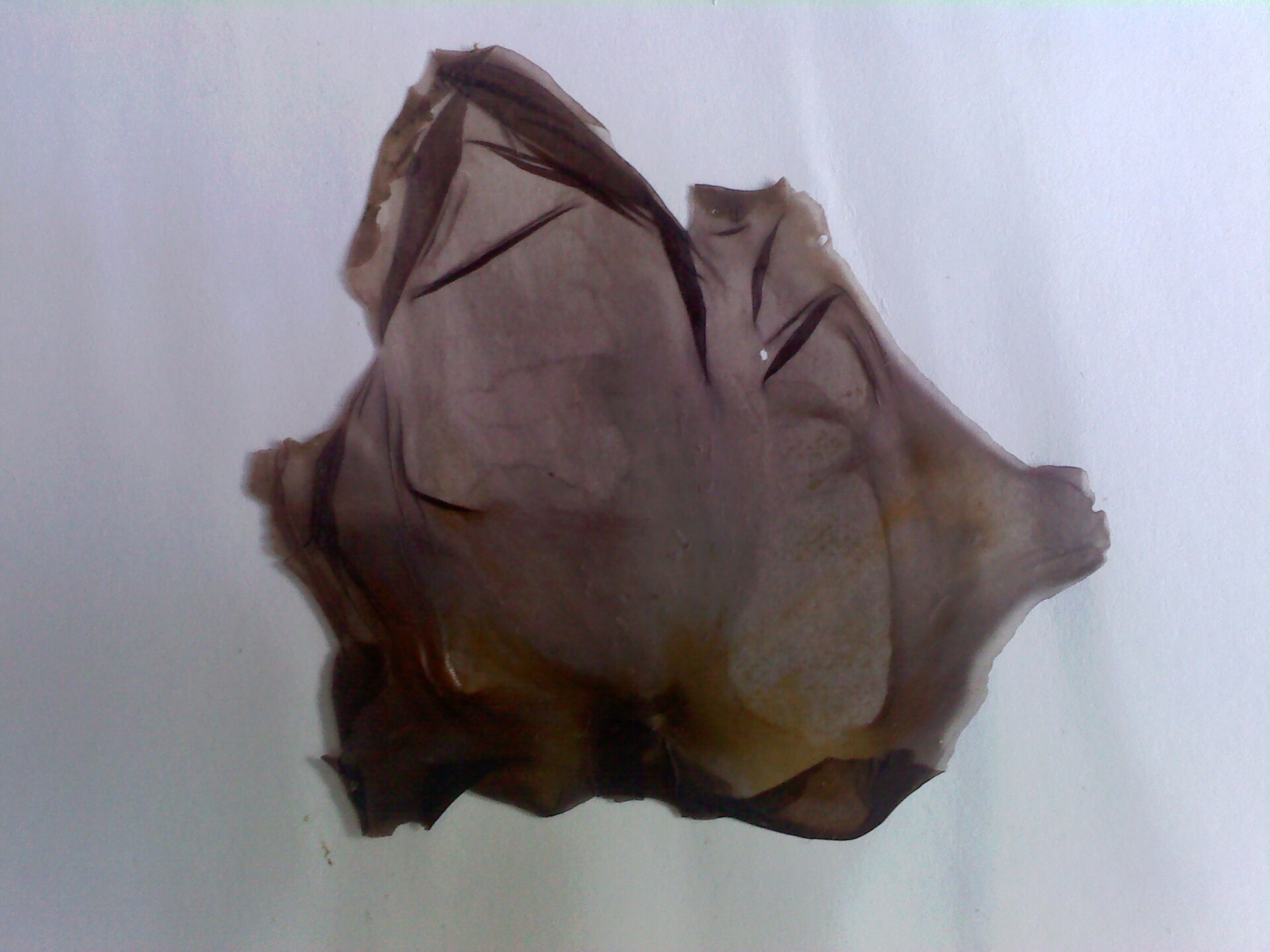 Pyropia / Porphyra (Nori)
