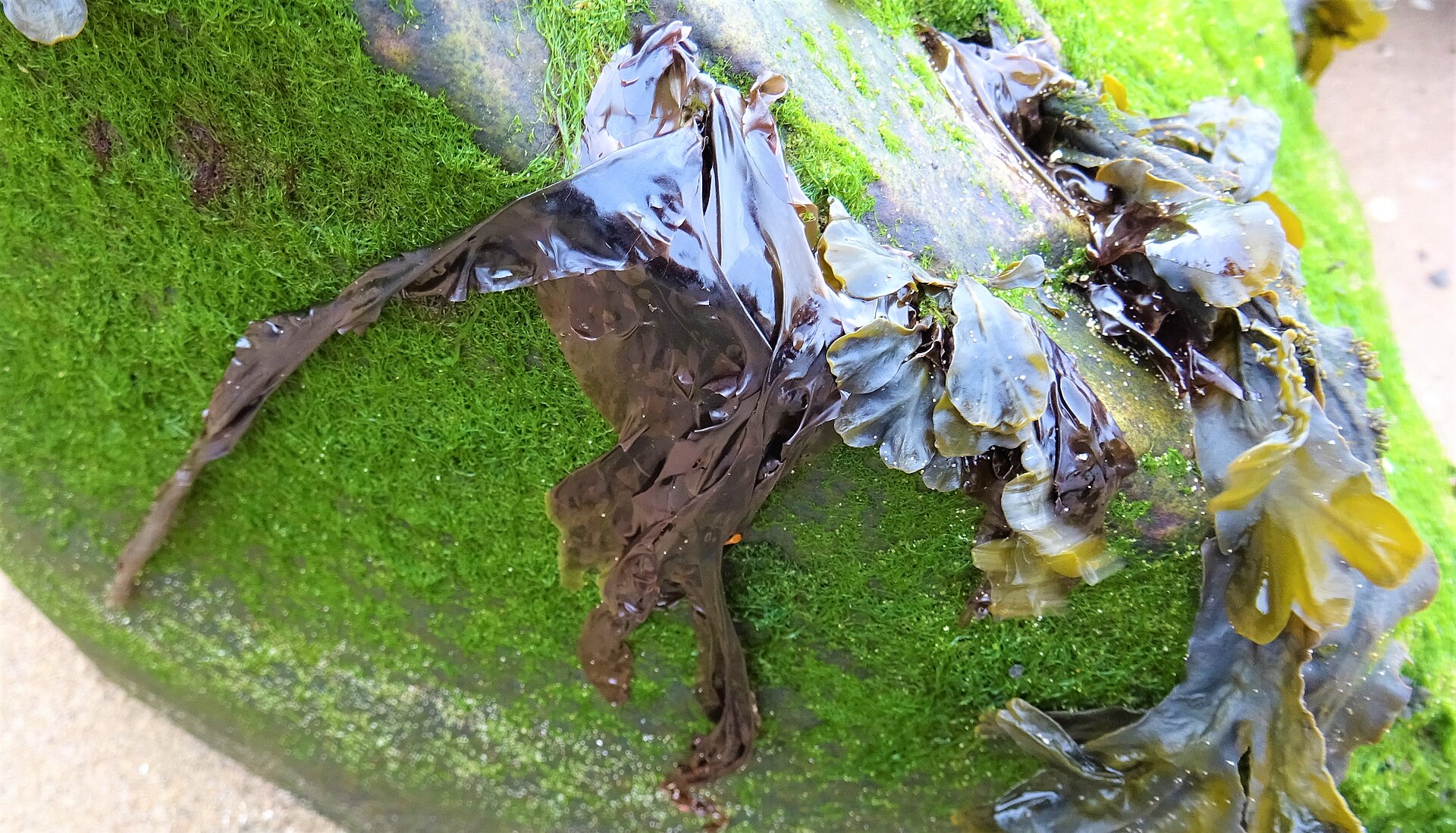 Pyropia / Porphyra (Nori)