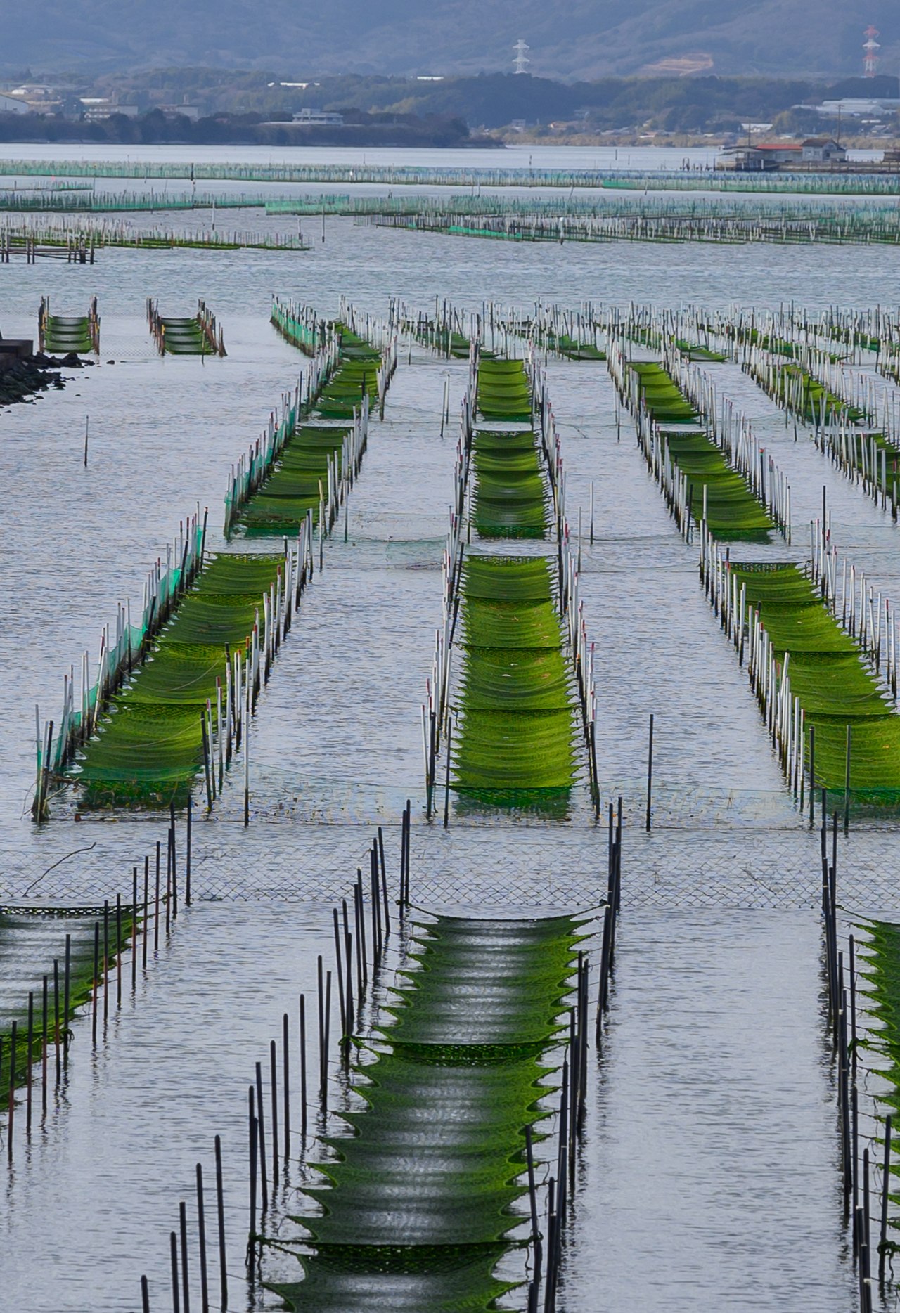 Algae food image