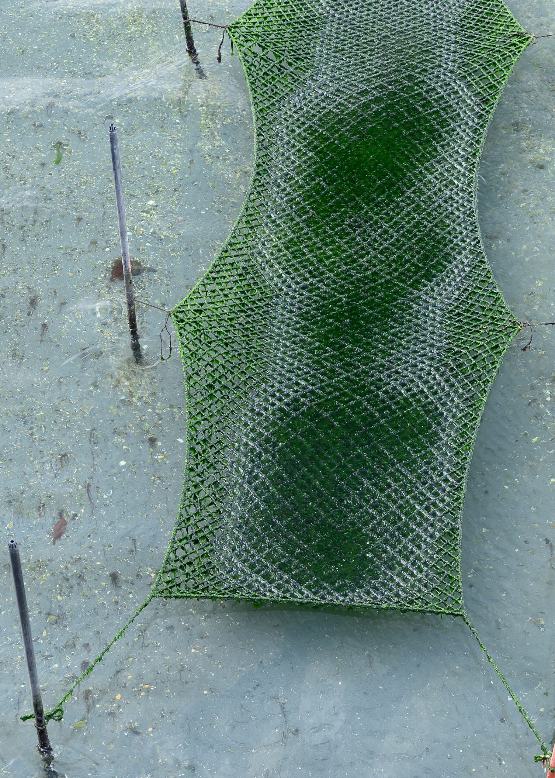 Algae food image