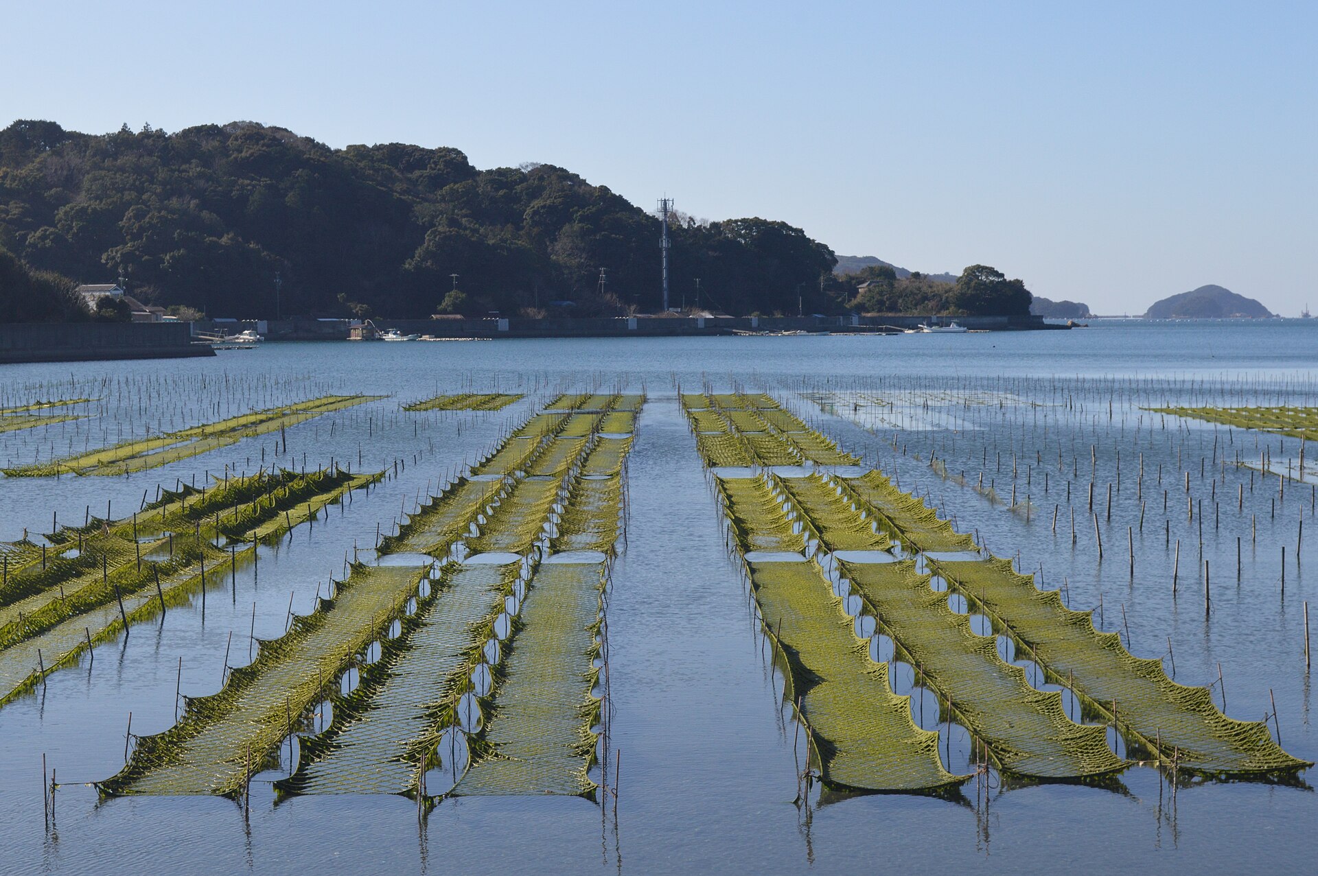 Algae food image