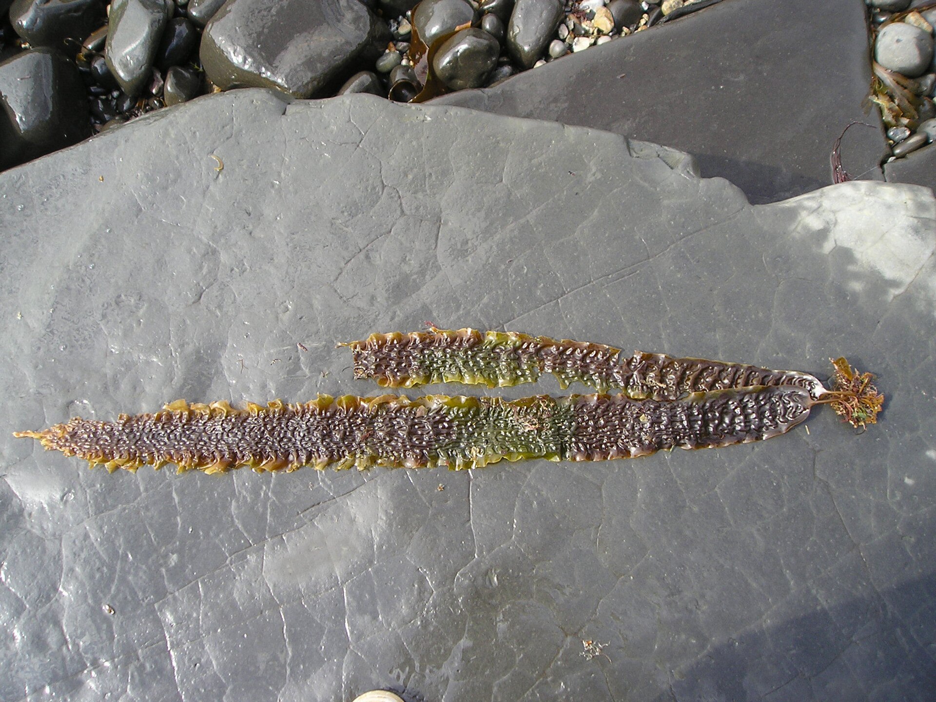 Saccharina (Kombu)