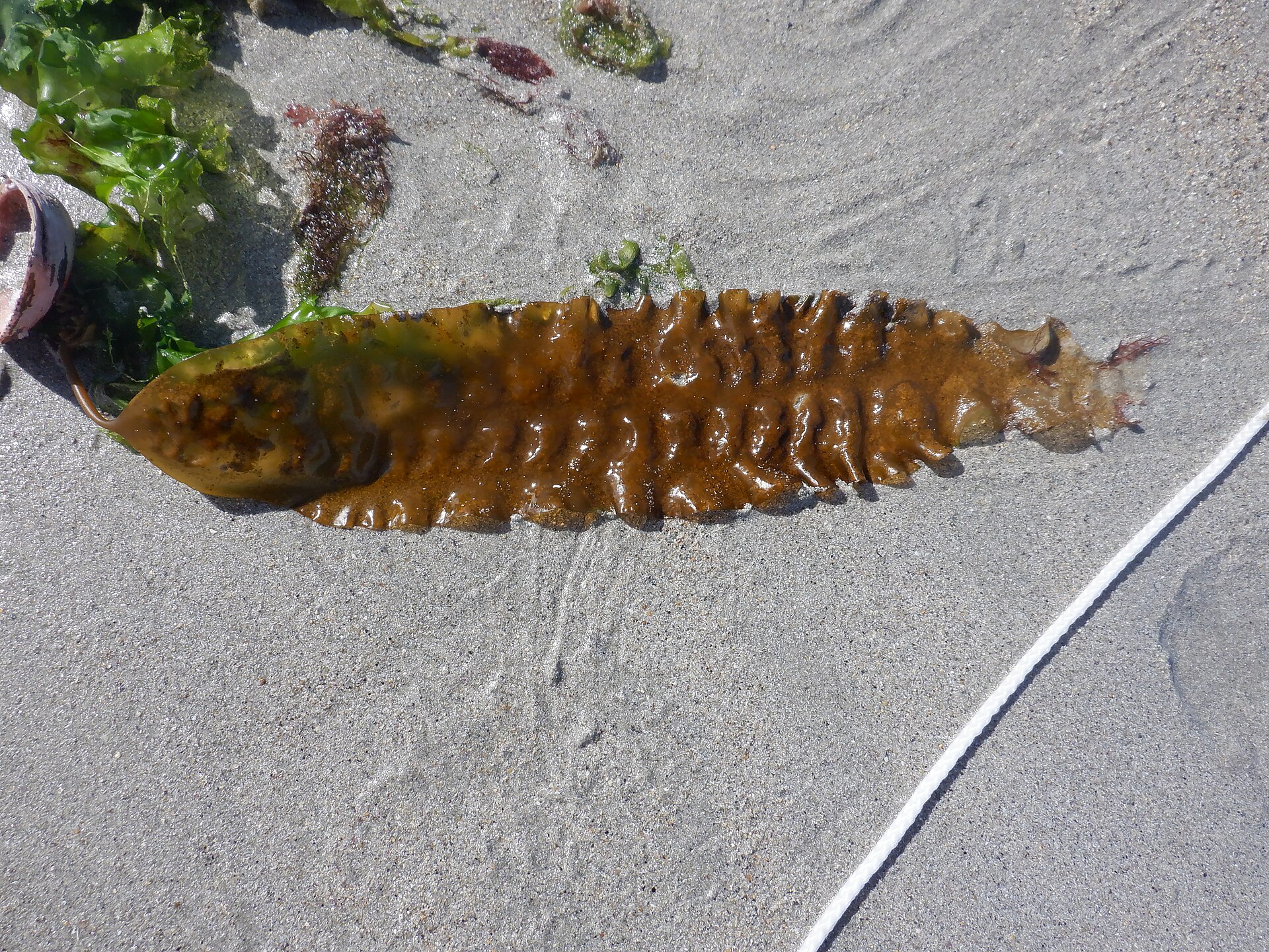 Saccharina (Kombu)