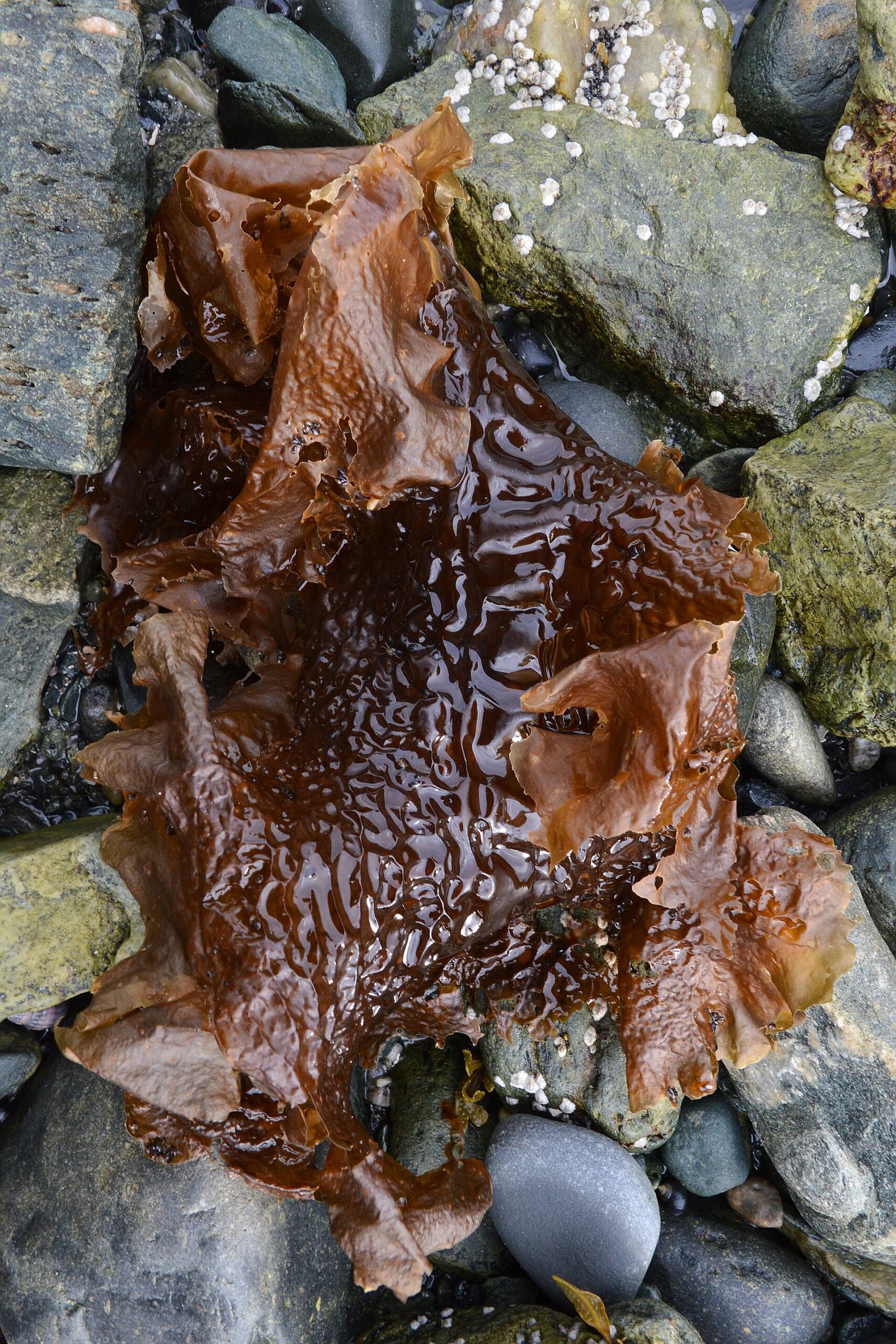 Saccharina (Kombu)