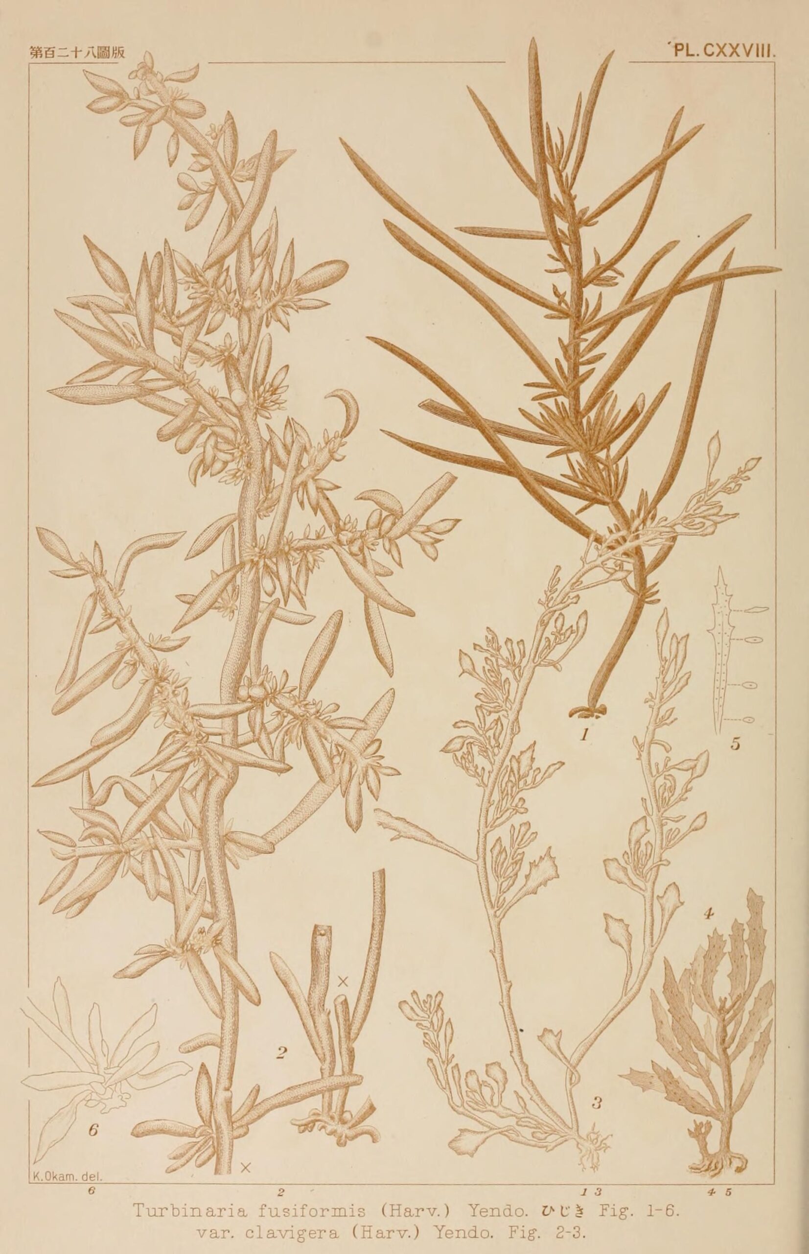 Sargassum (Hijiki)