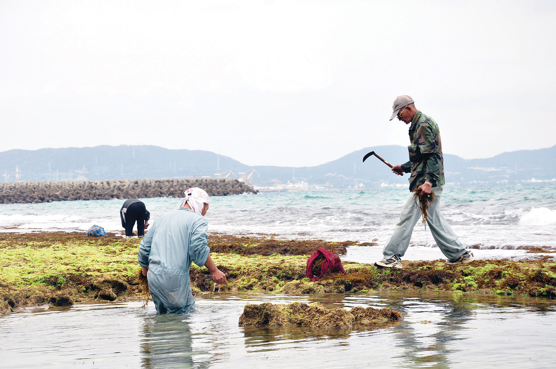 Sargassum (Hijiki)