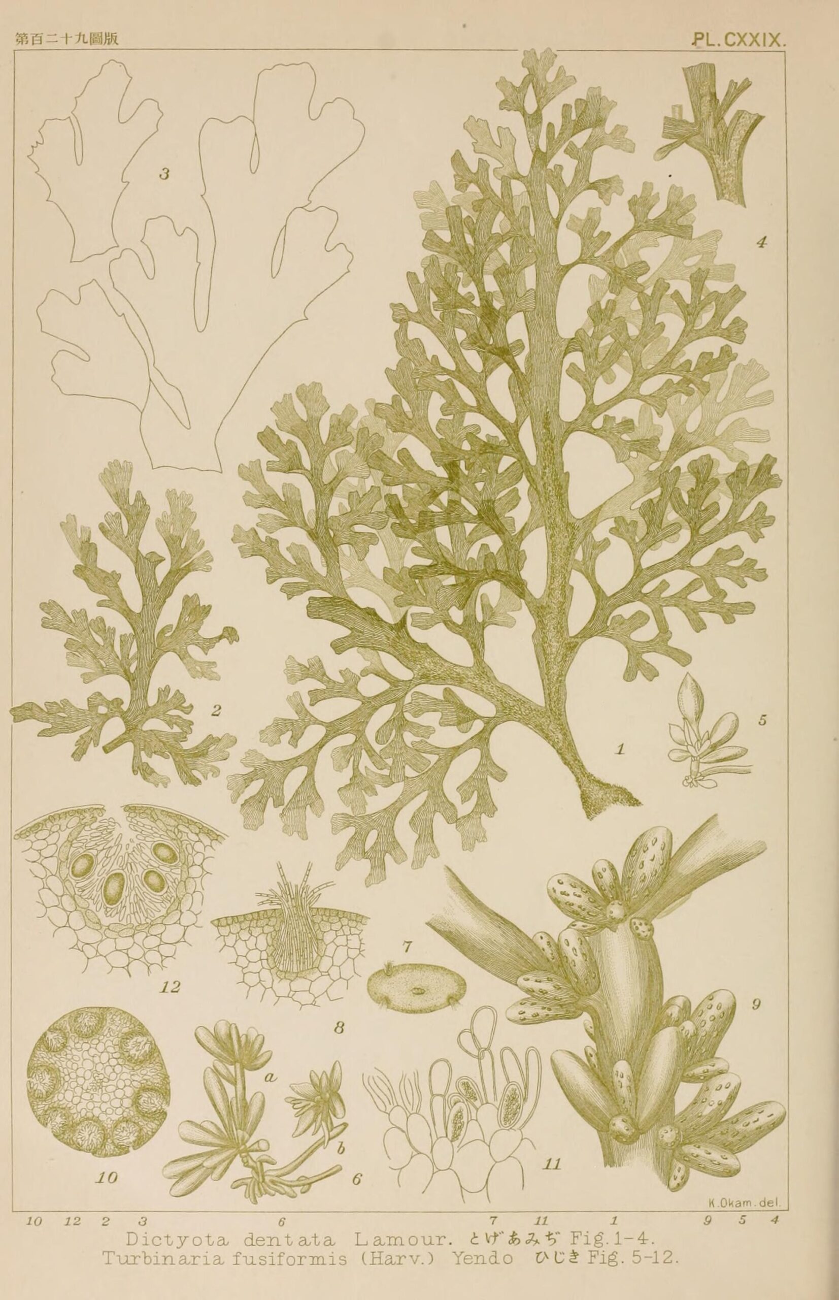 Sargassum (Hijiki)