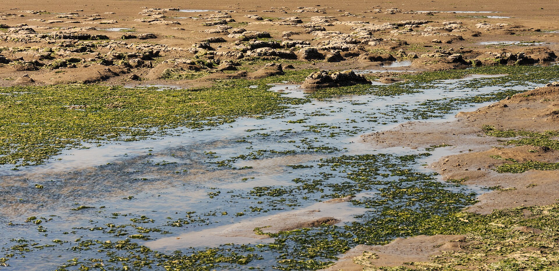 Ulva (Sea Lettuce / Aonori Forms)