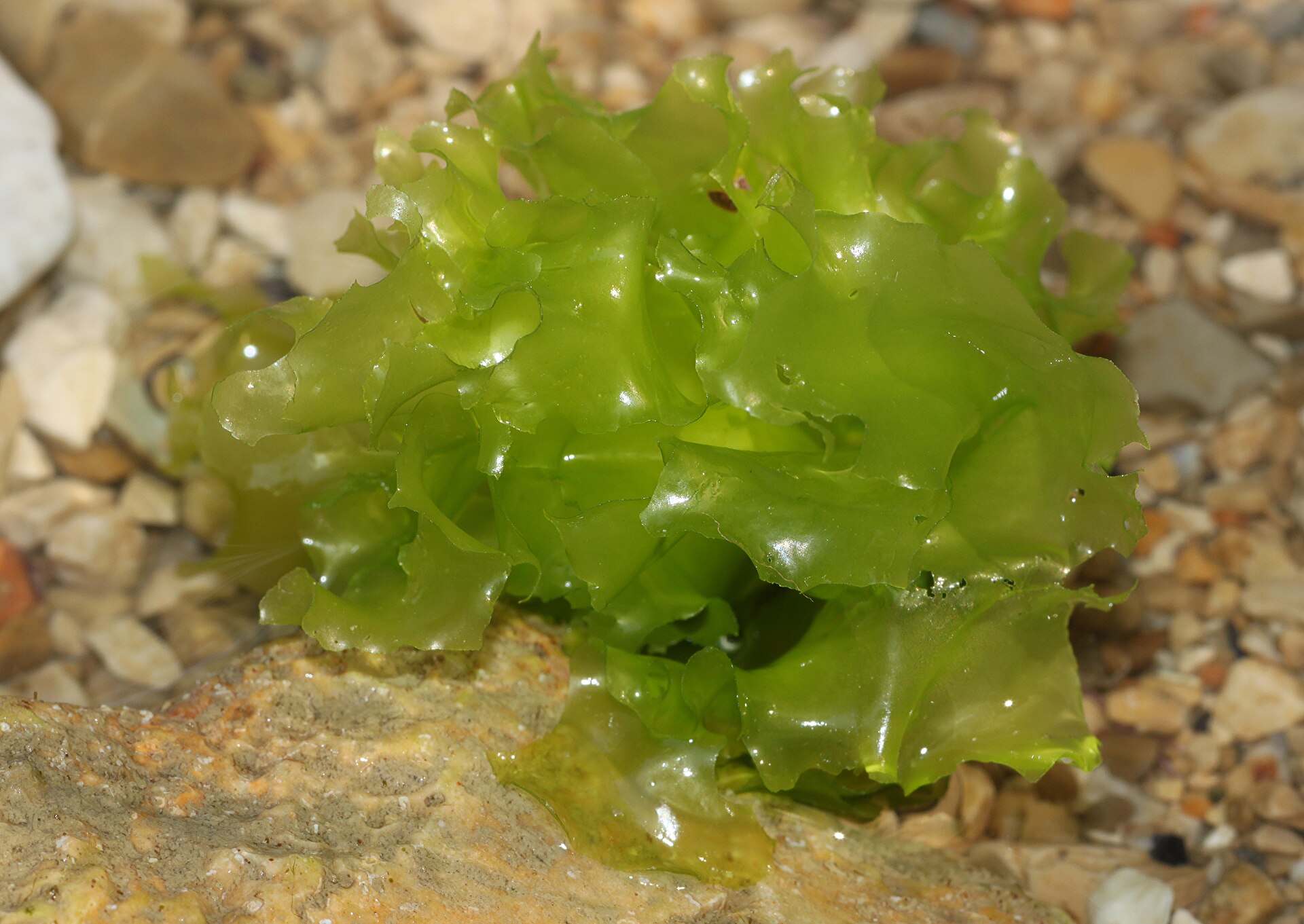 Ulva (Sea Lettuce / Aonori Forms)