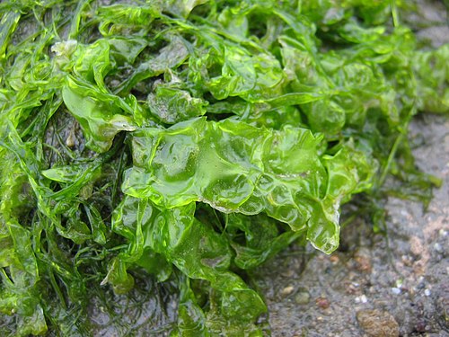 Ulva (Sea Lettuce / Aonori Forms)