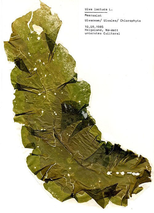 Ulva (Sea Lettuce / Aonori Forms)
