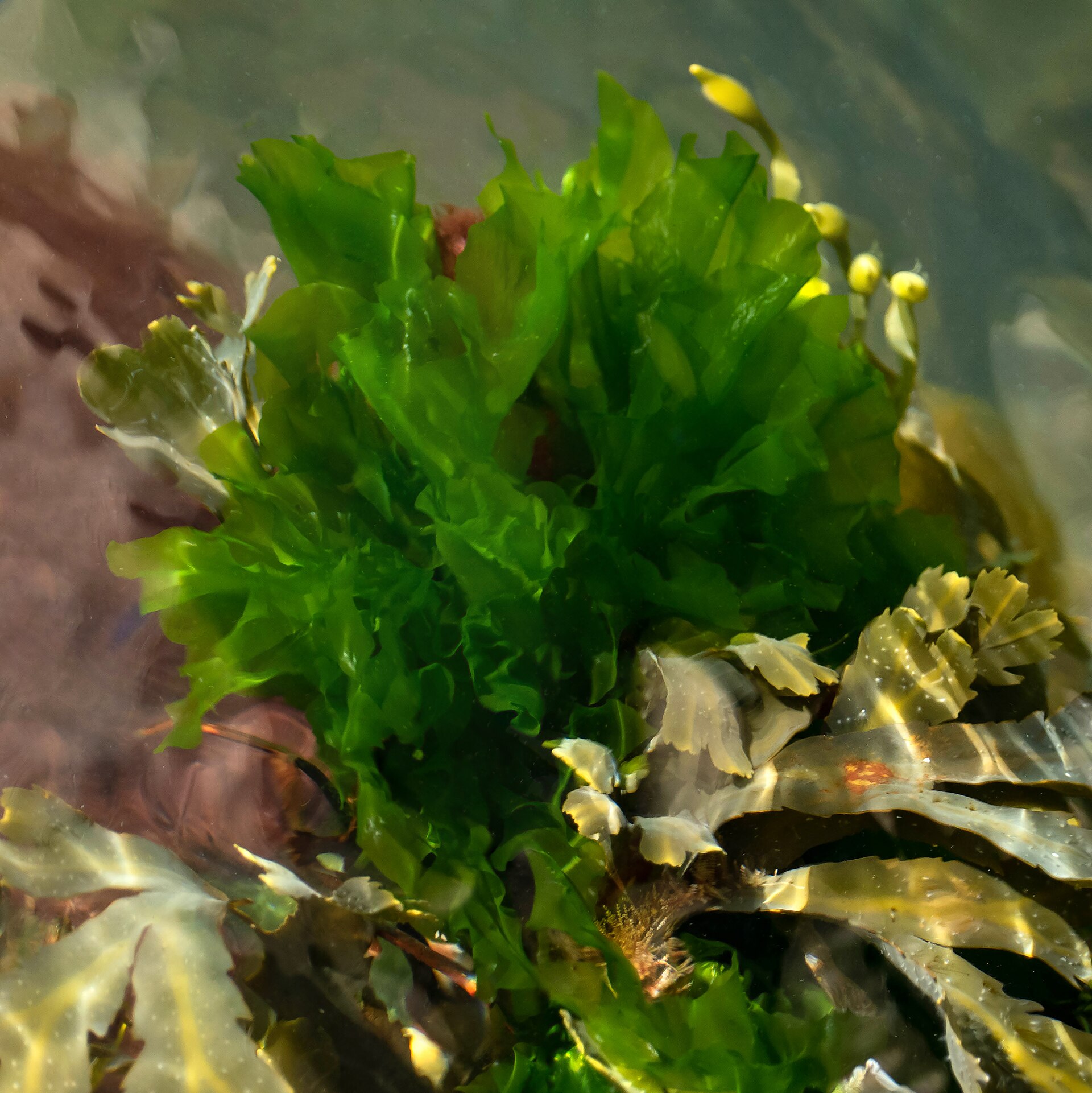 Ulva (Sea Lettuce / Aonori Forms)