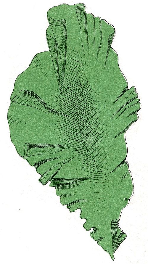 Ulva (Sea Lettuce / Aonori Forms)