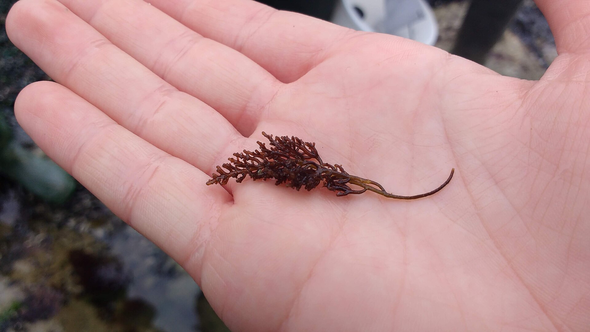 Ulvaria (Pepper Dulse)