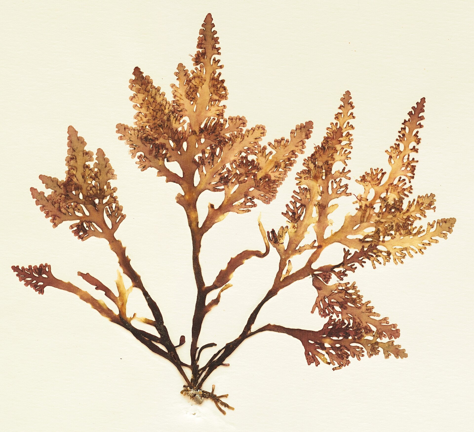 Ulvaria (Pepper Dulse)