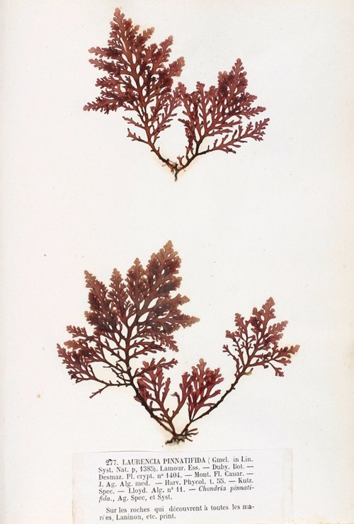 Ulvaria (Pepper Dulse)