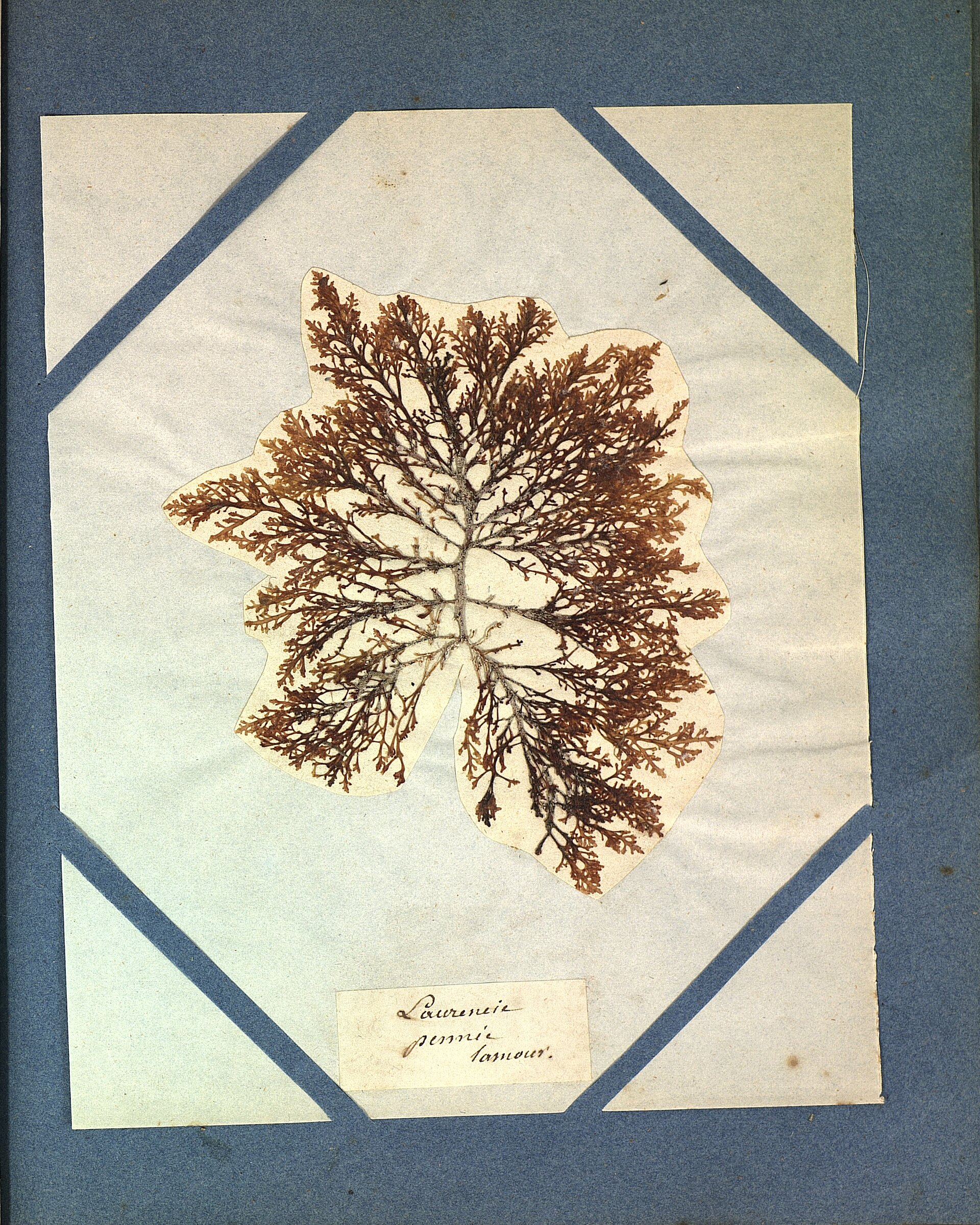 Ulvaria (Pepper Dulse)