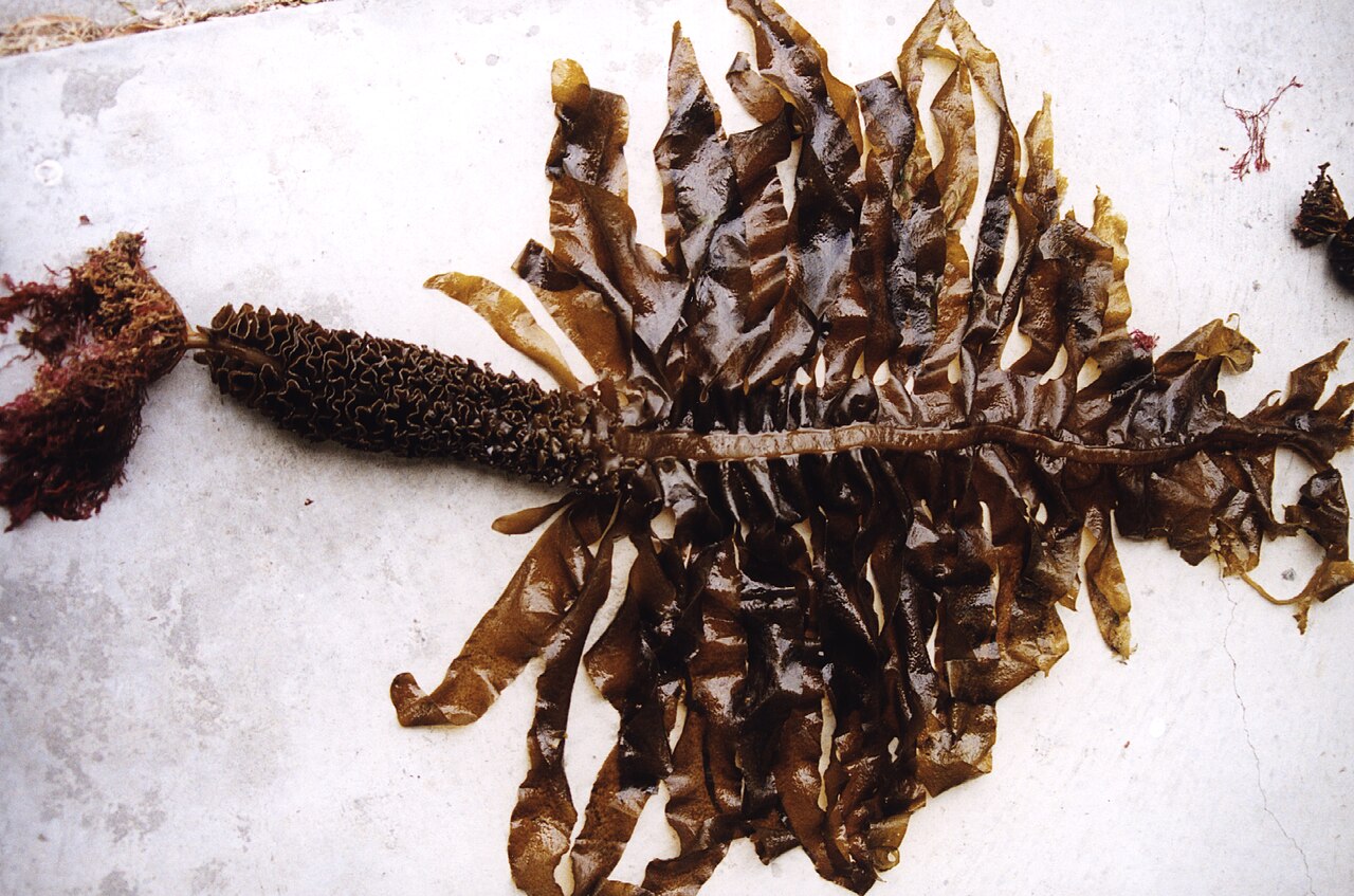 Undaria (Wakame)