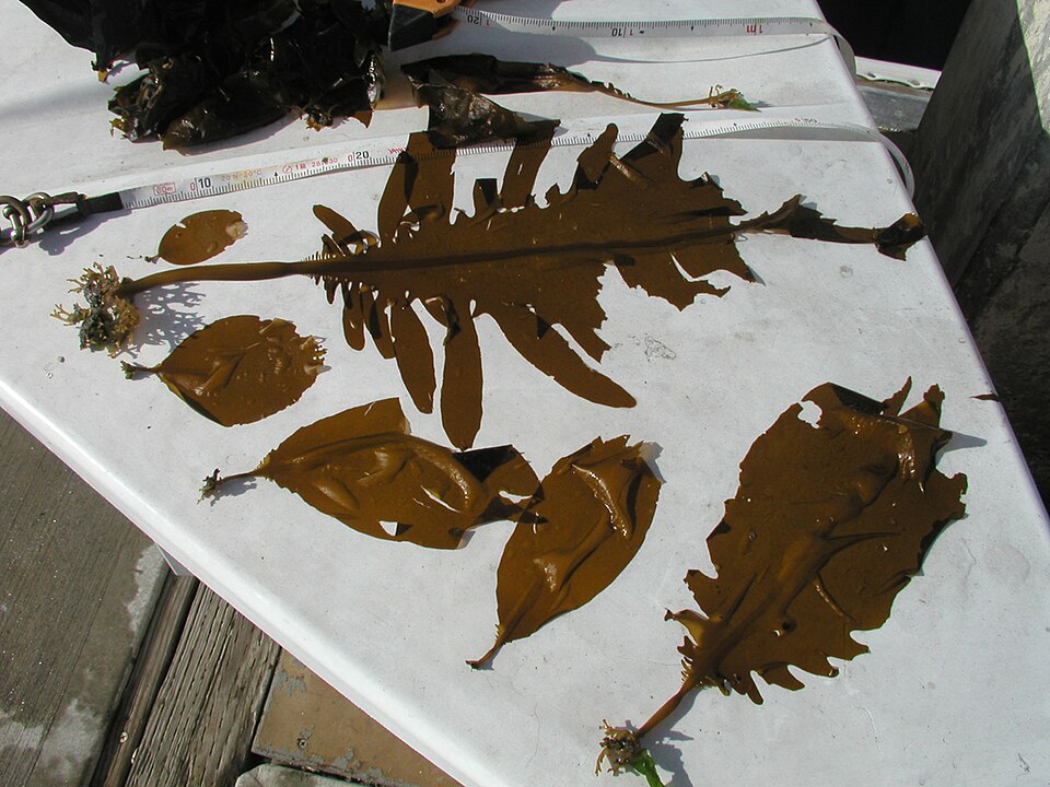 Undaria (Wakame)