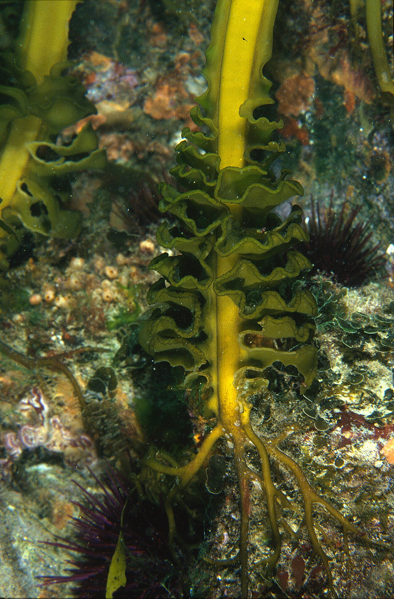 Undaria (Wakame)