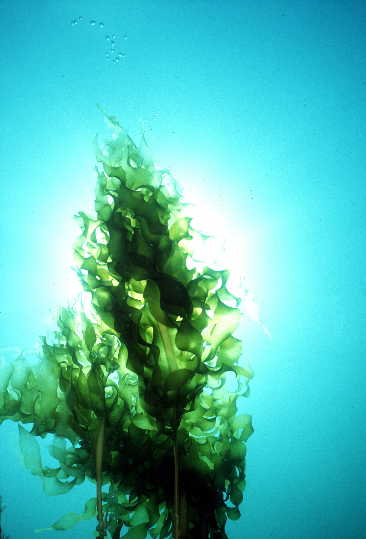 Undaria (Wakame)