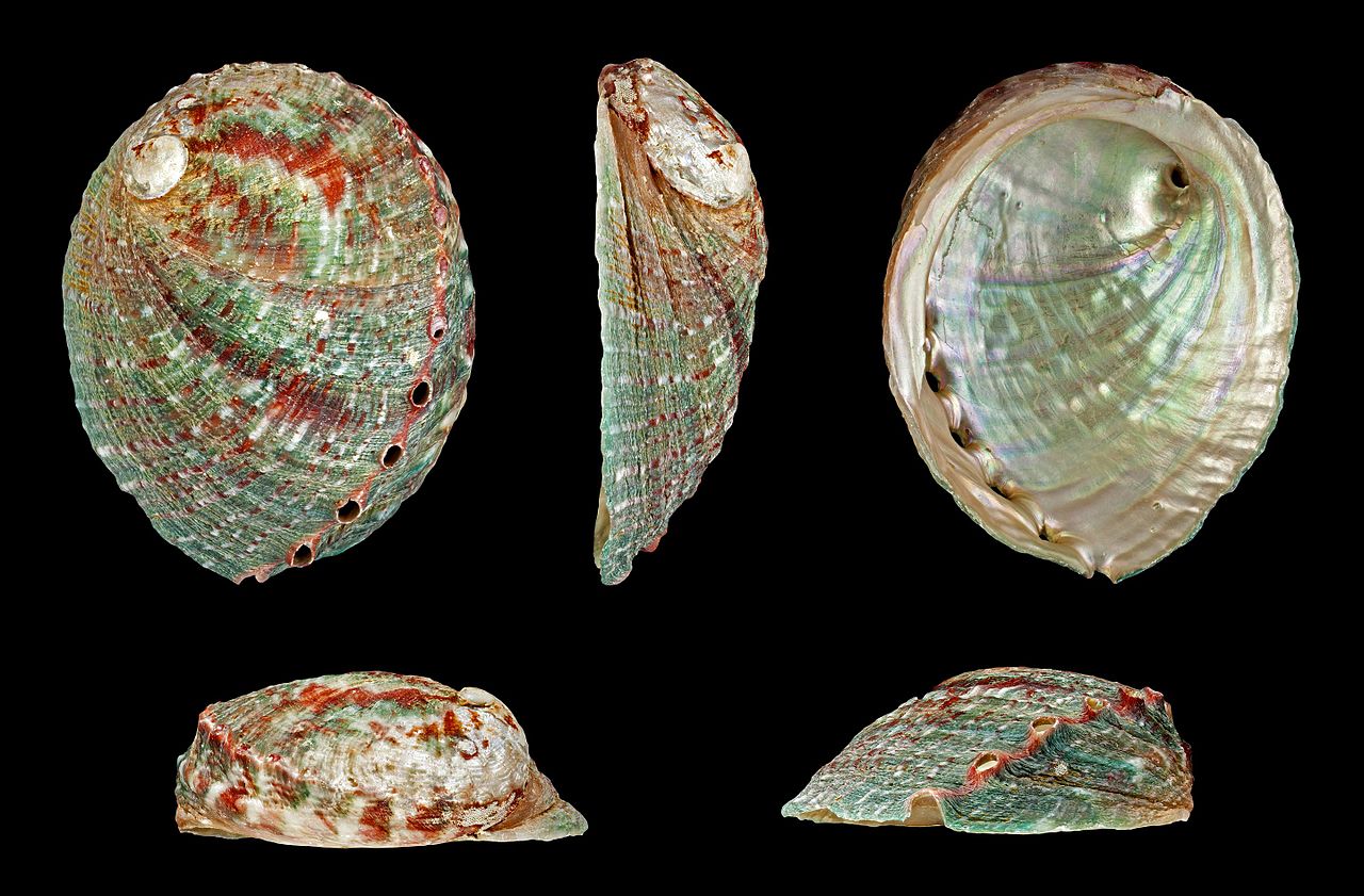 Abalone