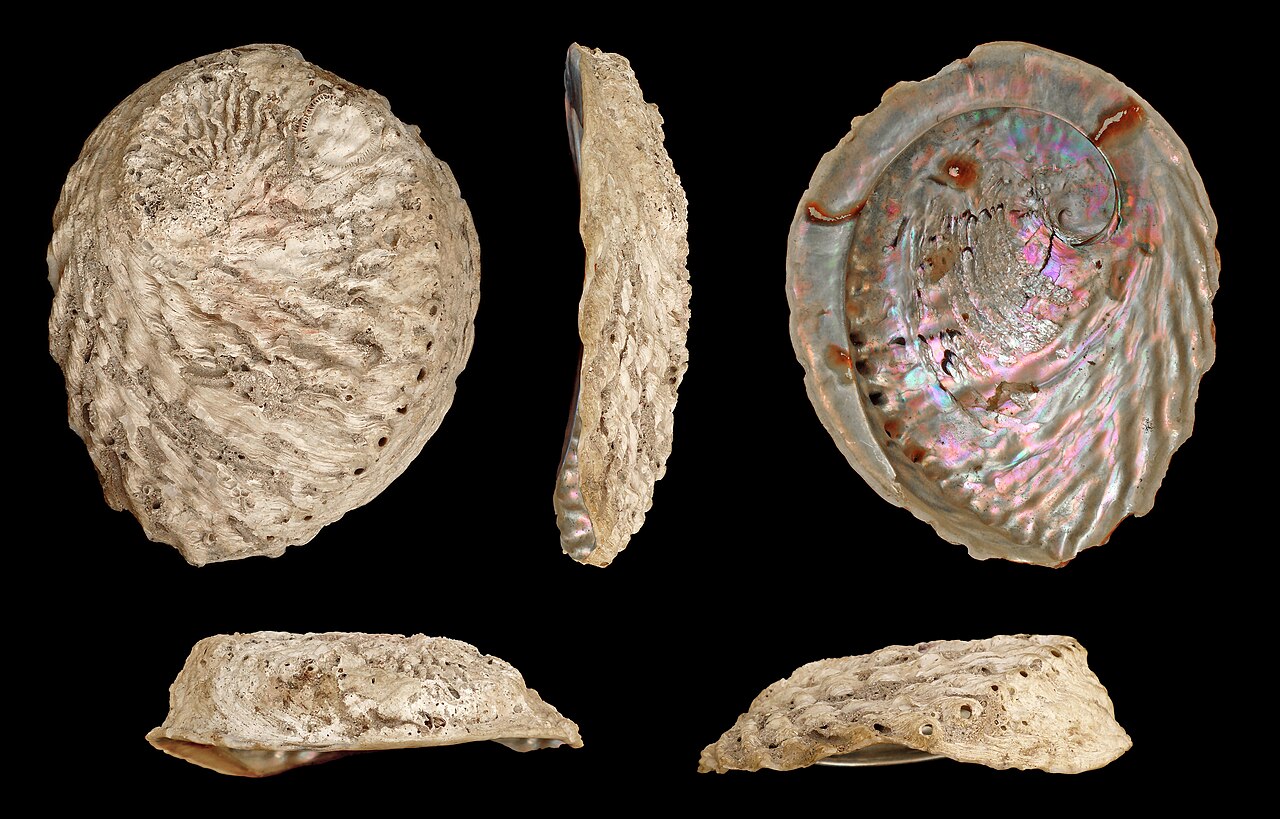 Abalone