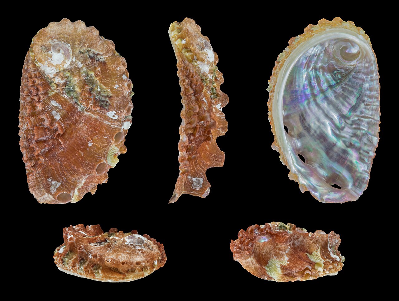 Abalone