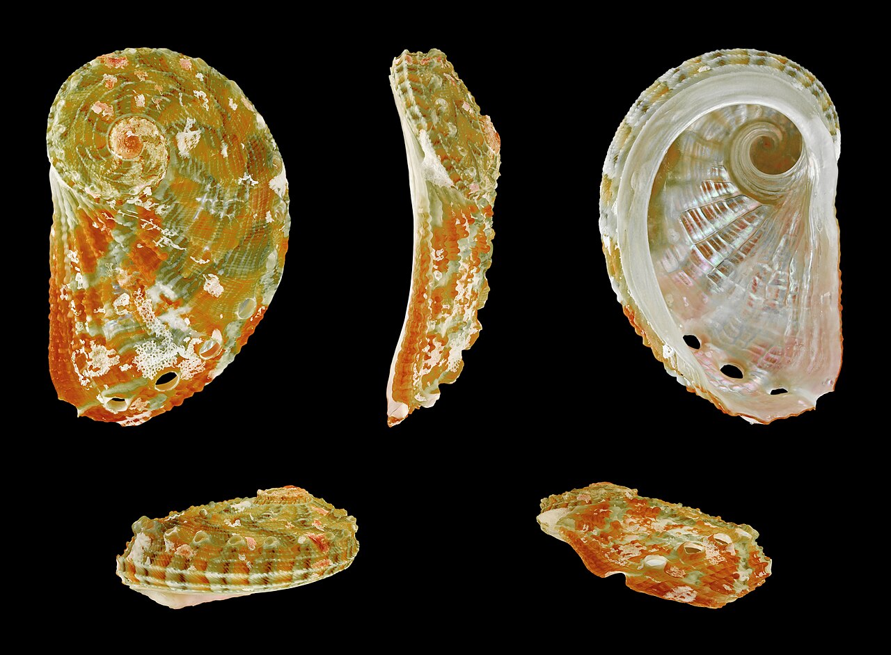 Abalone