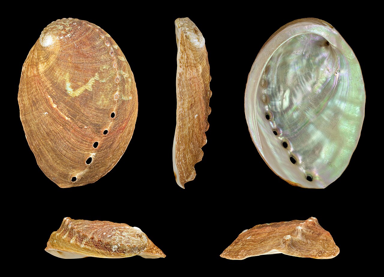 Abalone